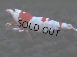 画像1: 254　H【秋の大量入荷祭！】Y's Beeのハイグレードレッドビーシュリンプ！