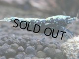 308　P【秋の大量入荷祭！】DIAMOND BLACK  F1個体 隔世遺伝で出たら凄いかも！