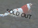 299　H【秋の大量入荷祭！】ペンキ系最高峰！超人気のウルトラレッド 大特価！