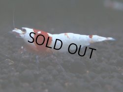 画像1: 265　H【秋の大量入荷祭！】タイランドで人気のTKシュリンプ レッドビーシュリンプ！