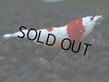 284　H【秋の大量入荷祭！】ペンキ系最高峰！超人気のウルトラレッド 大特価！