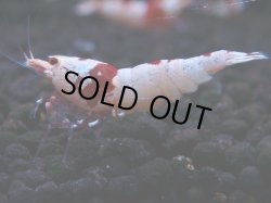 画像1: 396　H【秋の大量入荷祭！】遅れてきたベテラン！虎蝦