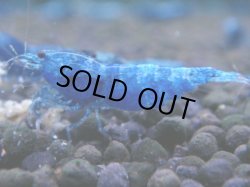 画像1: 336　C【秋の大量入荷祭！】MATERIAL BLUE オールアダルトメス確定！