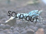 364　K【秋の大量入荷祭！】ド派手系！HY shrimpのギャラクシー超特価！