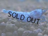 350　C【秋の大量入荷祭！】MATERIAL BLUE オールアダルトメス確定！