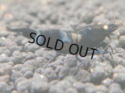 画像1: 503　C【秋の大量入荷祭！】マニア！GHOST DIA