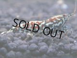 353　K【秋の大量入荷祭！】ド派手系！HY shrimpのギャラクシー超特価！