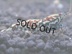 画像1: 353　K【秋の大量入荷祭！】ド派手系！HY shrimpのギャラクシー超特価！
