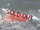 467　R【秋の大量入荷祭！】サヤチャンス ハイグレード100連発！