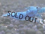 339　C【秋の大量入荷祭！】MATERIAL BLUE オールアダルトメス確定！