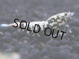368　K【秋の大量入荷祭！】ド派手系！HY shrimpのギャラクシー超特価！