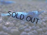341　C【秋の大量入荷祭！】MATERIAL BLUE オールアダルトメス確定！