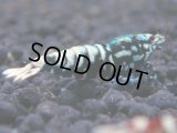359　K【秋の大量入荷祭！】ド派手系！HY shrimpのギャラクシー超特価！