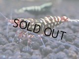 357　K【秋の大量入荷祭！】ド派手系！HY shrimpのギャラクシー超特価！