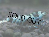454　R【秋の大量入荷祭！】サヤチャンス ハイグレード100連発！