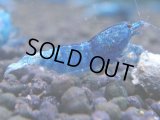 335　C【秋の大量入荷祭！】MATERIAL BLUE オールアダルトメス確定！