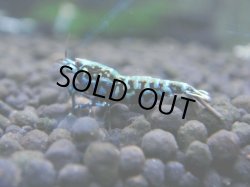 画像1: 528　R【秋の大量入荷祭！】ミポリンも落札点数1点！新種系色々MIX コスパMAX！