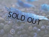 345　C【秋の大量入荷祭！】MATERIAL BLUE オールアダルトメス確定！