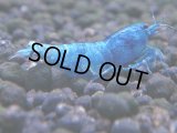 348　C【秋の大量入荷祭！】MATERIAL BLUE オールアダルトメス確定！