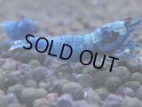 337　C【秋の大量入荷祭！】MATERIAL BLUE オールアダルトメス確定！