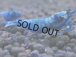 画像1: 337　C【秋の大量入荷祭！】MATERIAL BLUE オールアダルトメス確定！