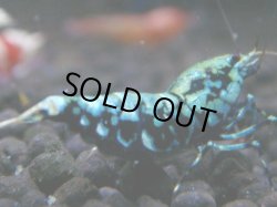 画像1: 434　R【秋の大量入荷祭！】サヤチャンス ハイグレード100連発！