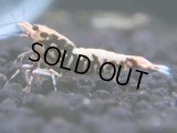 362　K【秋の大量入荷祭！】ド派手系！HY shrimpのギャラクシー超特価！