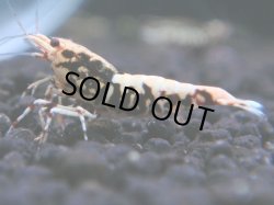 画像1: 362　K【秋の大量入荷祭！】ド派手系！HY shrimpのギャラクシー超特価！