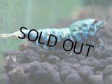 365　K【秋の大量入荷祭！】ド派手系！HY shrimpのギャラクシー超特価！