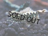 366　K【秋の大量入荷祭！】ド派手系！HY shrimpのギャラクシー超特価！