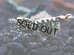 画像1: 366　K【秋の大量入荷祭！】ド派手系！HY shrimpのギャラクシー超特価！