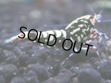 370　K【秋の大量入荷祭！】ド派手系！HY shrimpのギャラクシー超特価！