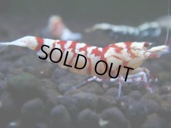 画像1: 471　R【秋の大量入荷祭！】サヤチャンス ハイグレード100連発！