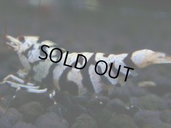 画像1: 412　R【秋の大量入荷祭！】サヤチャンス ハイグレード100連発！