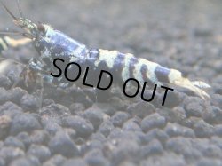 画像1: 512　H【秋の大量入荷祭！】PURPLE