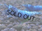 332　C【秋の大量入荷祭！】MATERIAL BLUE オールアダルトメス確定！