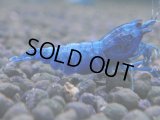 343　C【秋の大量入荷祭！】MATERIAL BLUE オールアダルトメス確定！