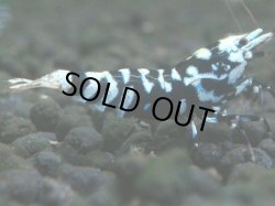 画像1: 328　P【秋の大量入荷祭！】BLACK FANCY TIGER ハイグレード！