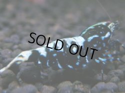 画像1: 487　R【秋の大量入荷祭！】サヤチャンス ハイグレード100連発！