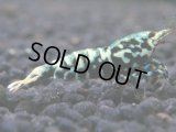 363　K【秋の大量入荷祭！】ド派手系！HY shrimpのギャラクシー超特価！