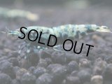 360　K【秋の大量入荷祭！】ド派手系！HY shrimpのギャラクシー超特価！