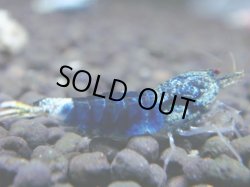 画像1: 488　R【秋の大量入荷祭！】サヤチャンス ハイグレード100連発！