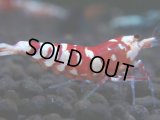 442　R【秋の大量入荷祭！】サヤチャンス ハイグレード100連発！