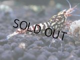 354　K【秋の大量入荷祭！】ド派手系！HY shrimpのギャラクシー超特価！