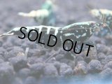 369　K【秋の大量入荷祭！】ド派手系！HY shrimpのギャラクシー超特価！