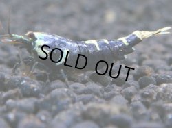 画像1: 511　H【秋の大量入荷祭！】PURPLE