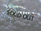 356　K【秋の大量入荷祭！】ド派手系！HY shrimpのギャラクシー超特価！