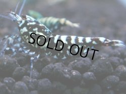 画像1: 356　K【秋の大量入荷祭！】ド派手系！HY shrimpのギャラクシー超特価！