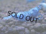333　C【秋の大量入荷祭！】MATERIAL BLUE オールアダルトメス確定！