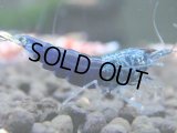 443　R【秋の大量入荷祭！】サヤチャンス ハイグレード100連発！